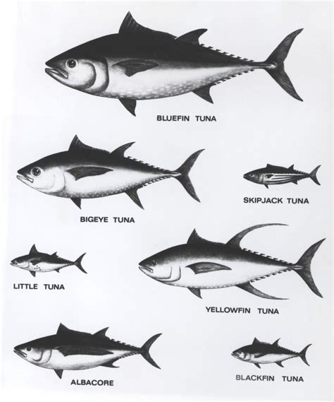 tuna fish|15 Different Types of Tuna Species .